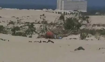 Süße Schönheit in ve ...